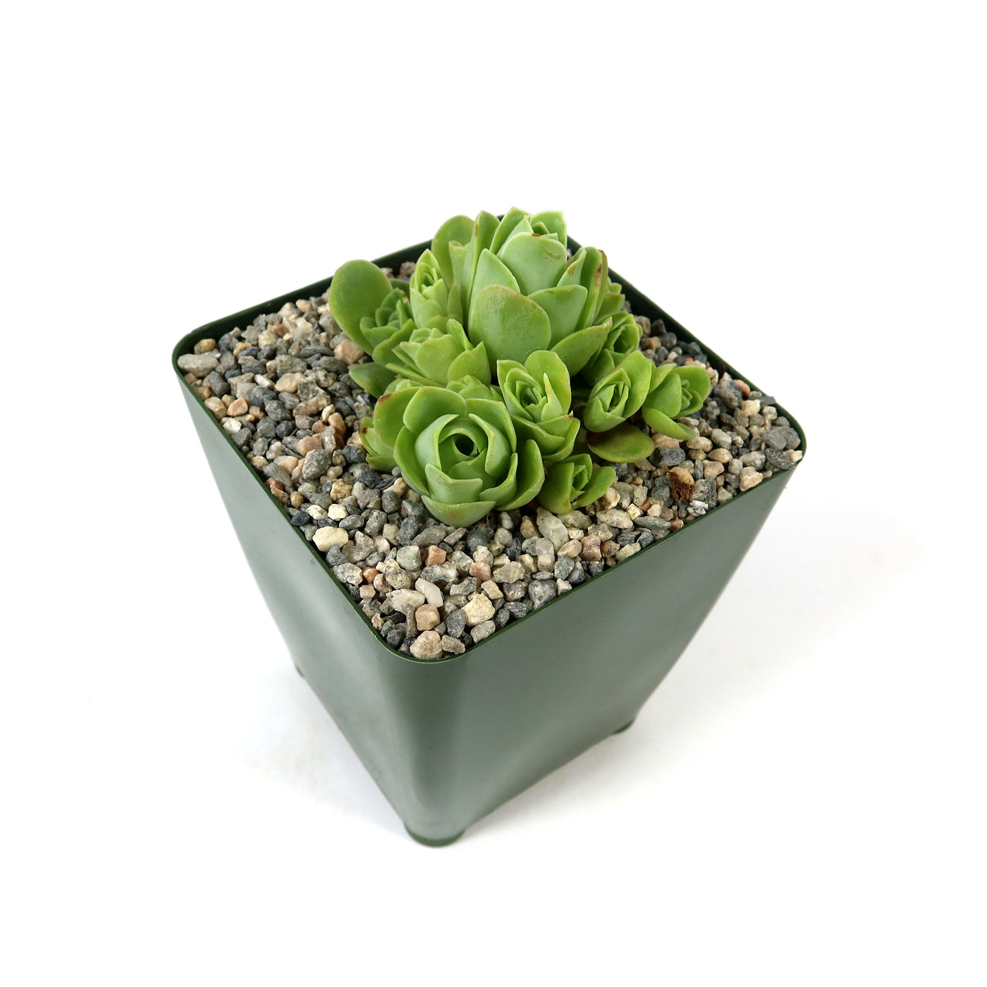 Mountain Rose Succulent ‘Aeonium dodrantale’ (Greenovia dodrantalis)