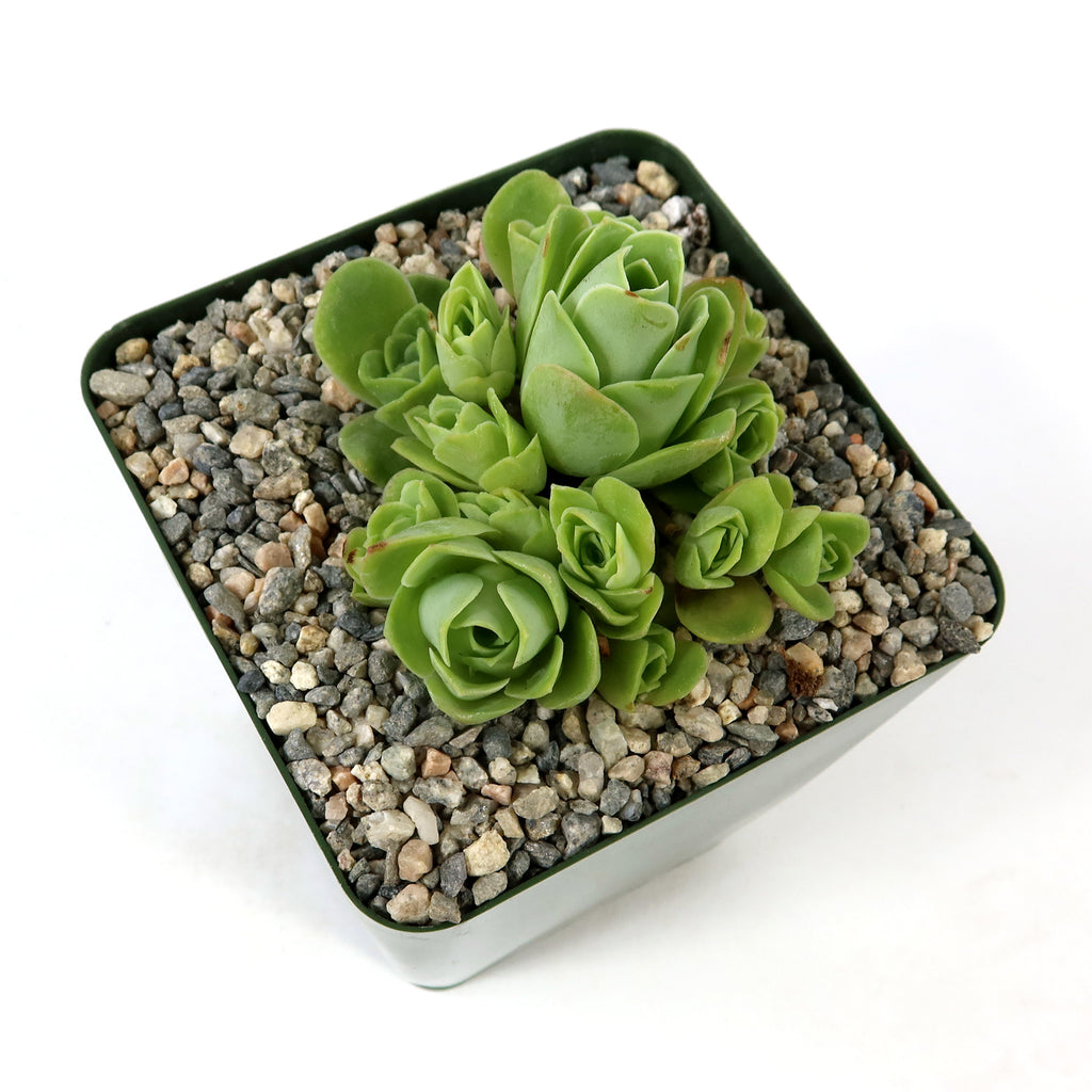 Mountain Rose Succulent ‘Aeonium dodrantale’ (Greenovia dodrantalis)