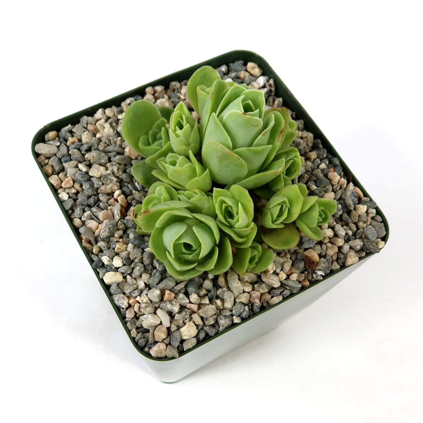 Mountain Rose Succulent ‘Aeonium dodrantale’ (Greenovia dodrantalis)