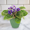Purple African Violet ‘Devotion’ with fuzzy leaves and small purple-yellow flowers in a pot on a white marble countertop against tiled walls.