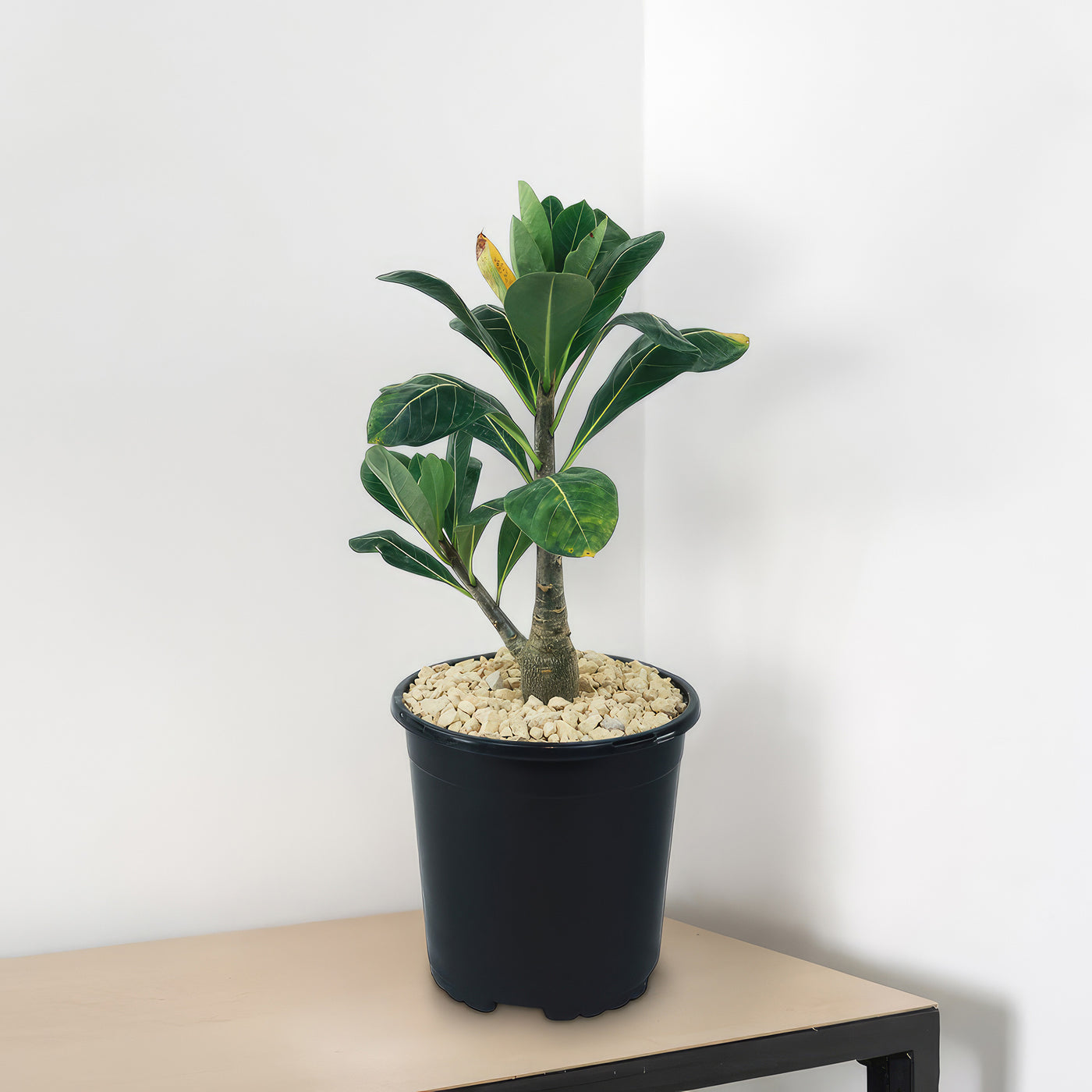 Adenium Obesum Shada