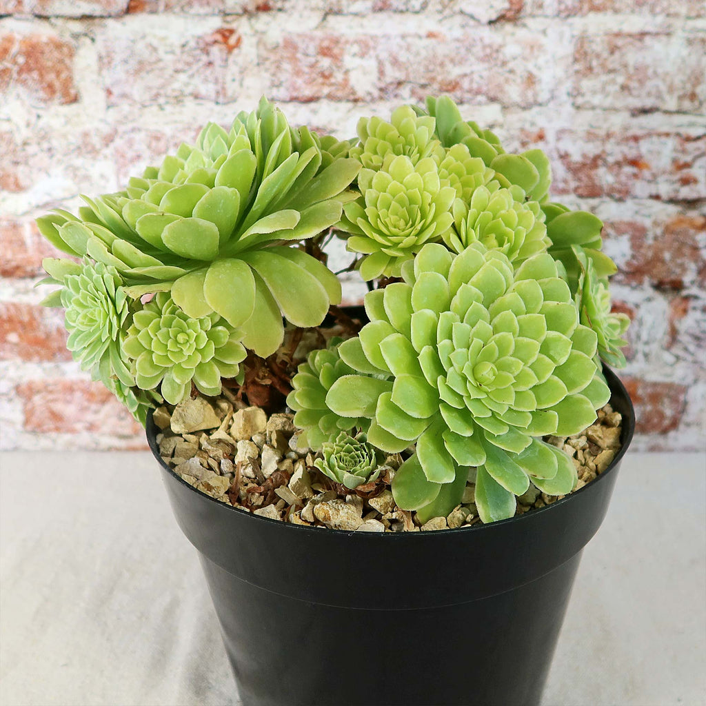 Aeonium ‘Emerald ice’