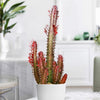 African Milk Tree - Euphorbia trigona &