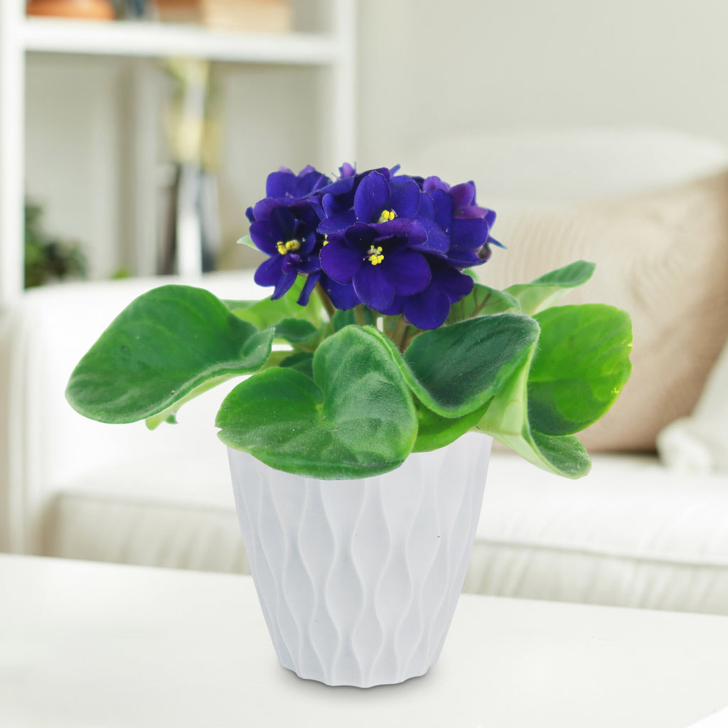 African Violet Plant ‘Saintpaulia ionantha’