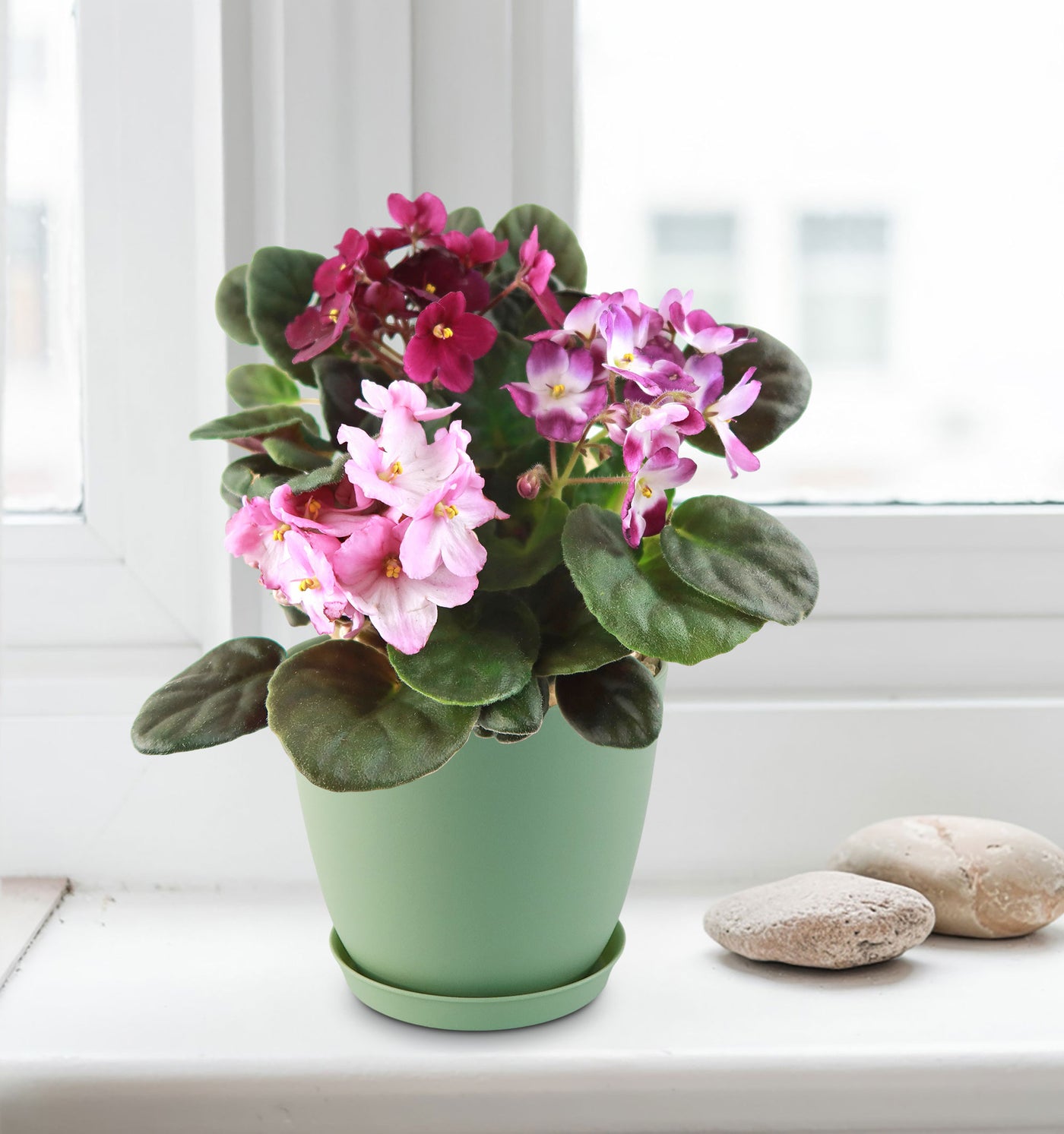 pots for african violets plants Shop 'African violet Tri colors Bloom Mix' Care & Info