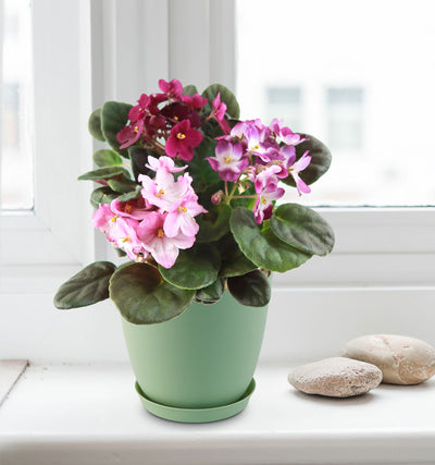 african violet planter pots African violet Multi color Bloom Mix