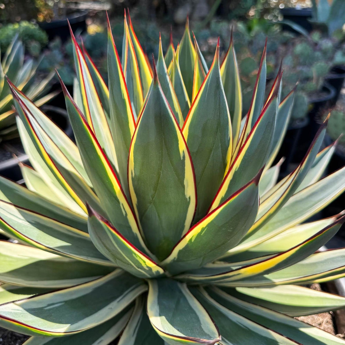 【現品】アガベ・スノーグロー　Agave hyb.' Grow'８号G3 アガベ・スノーグロー - 陽春園ネット通販
