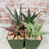 Aloe Garden (4-Pack)