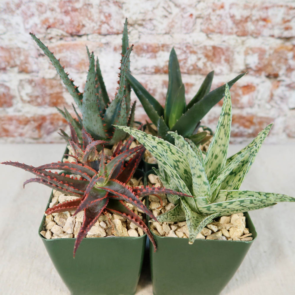 Aloe Garden (4-Pack)