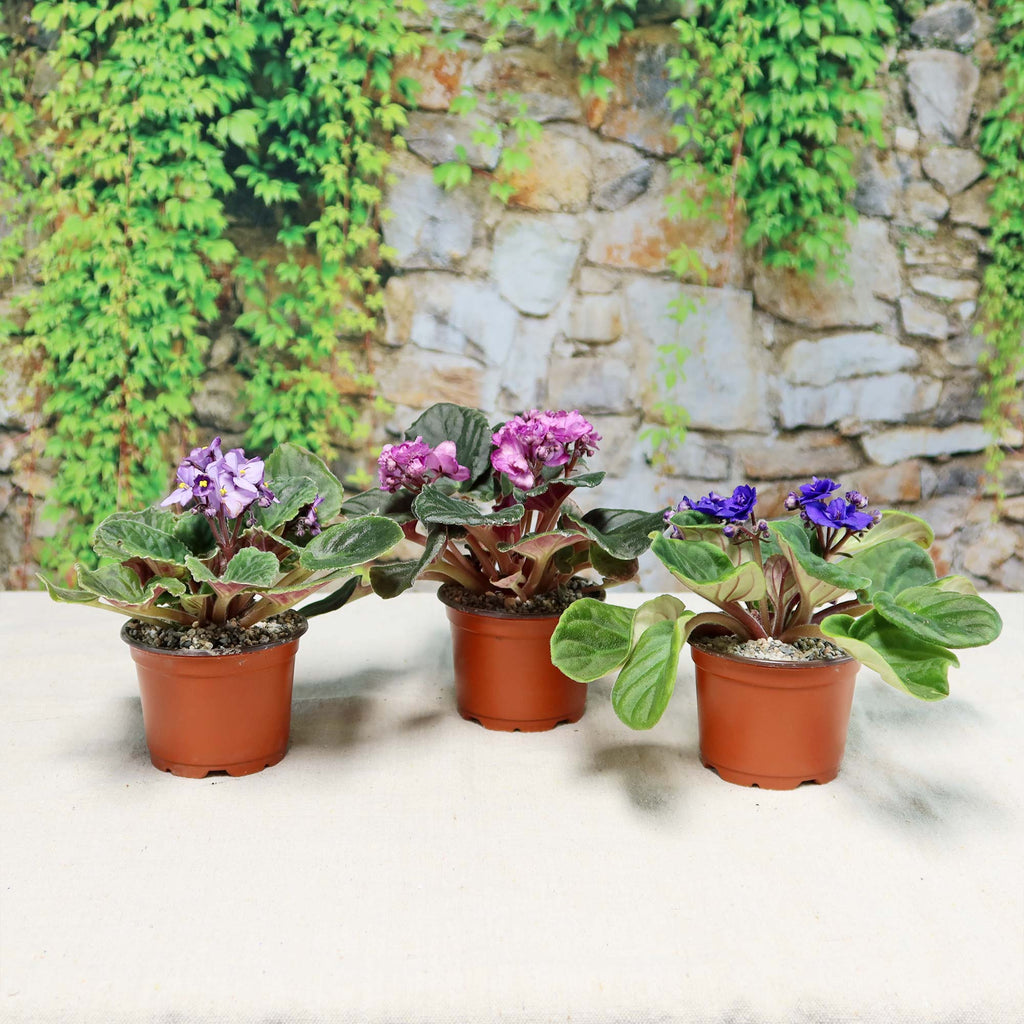 An assorted 3-pack of African Violets with vibrant purple and blue blooms is displayed on a light surface before a stone wall with green vines.