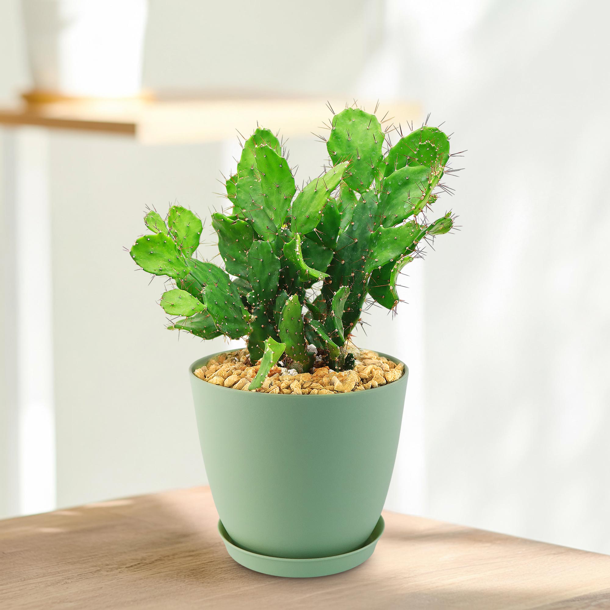 Brazilian Prickly Pear - Opuntia argentiniana