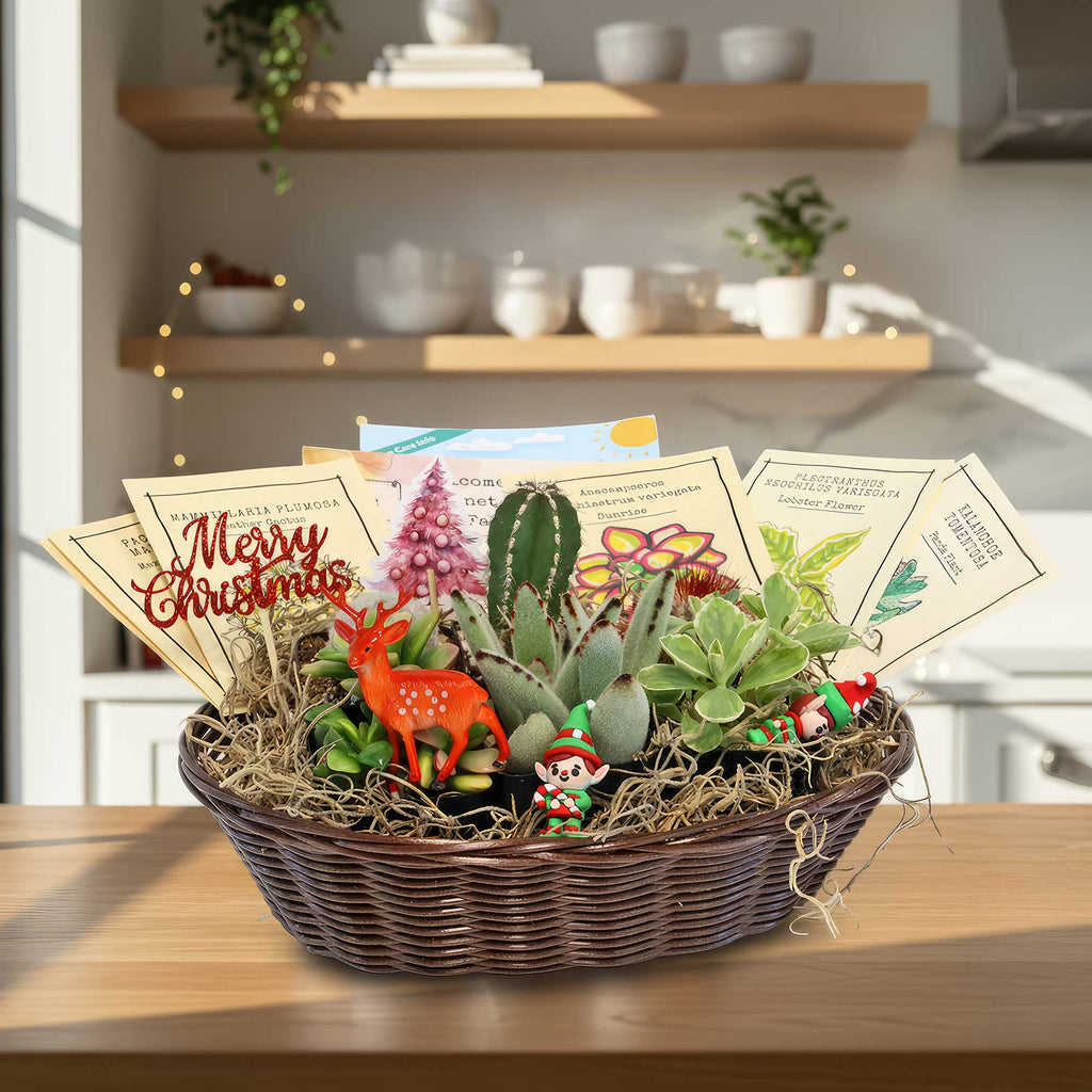 Cactus & Succulent Gift Basket – A Unique Holiday Gift