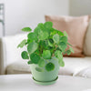 A Chinese Money Plant with round green leaves in a light green pot sits on a white table in a bright living room.