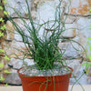 Corkscrew Rush – Juncus effusus ‘Spiralis’