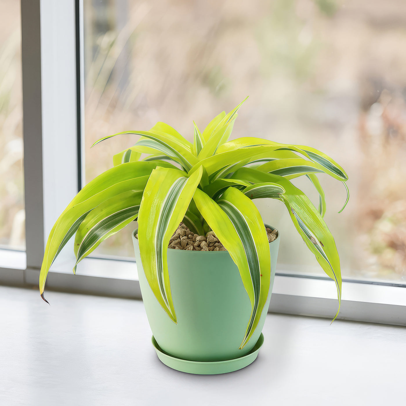 dracena lemon surprise Lemon Surprise Plant