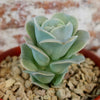 Echeveria Lovely Rose
