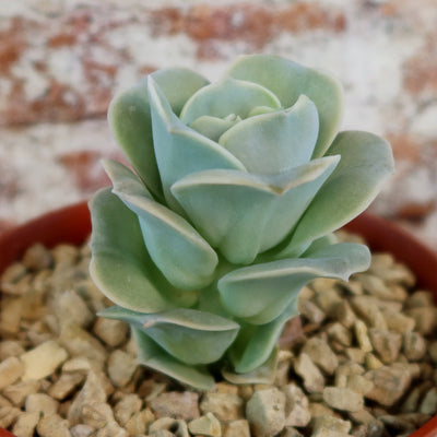 Echeveria Lovely Rose