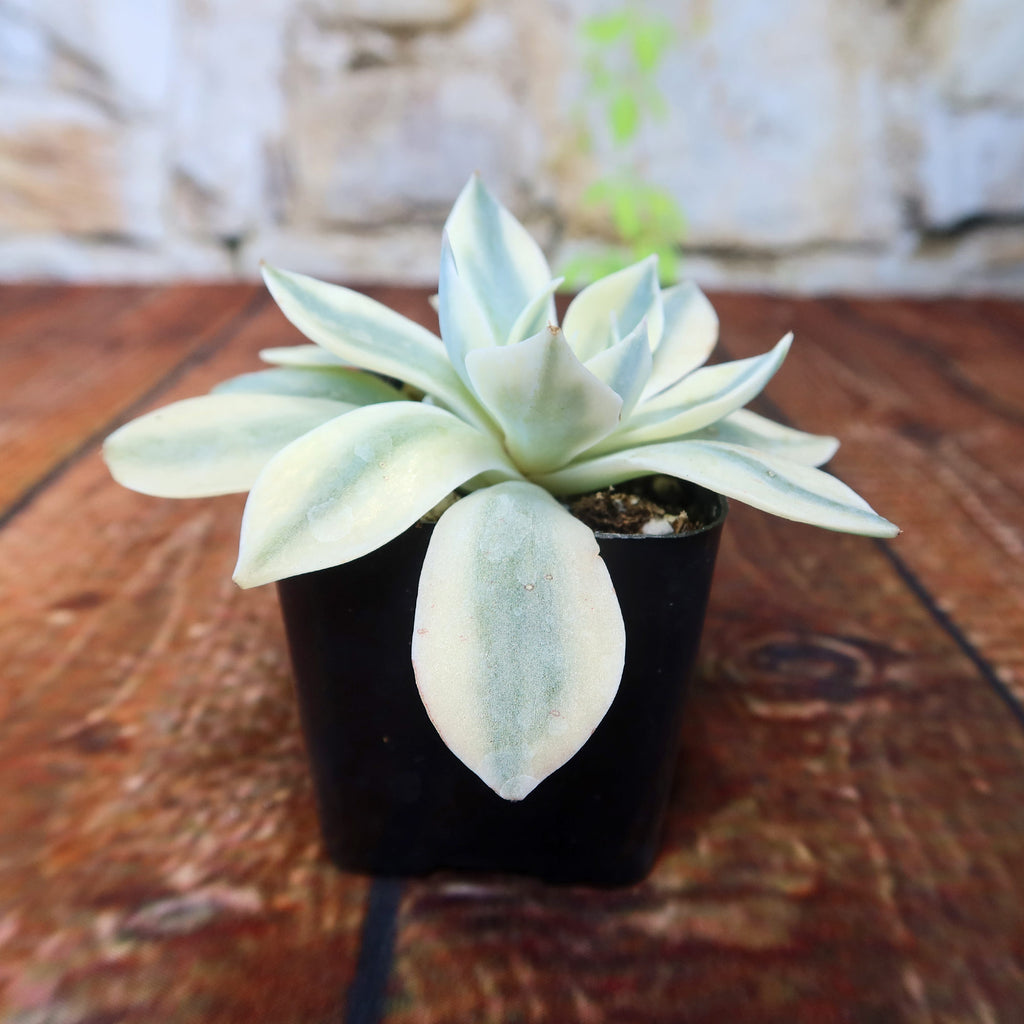 Echeveria subsessilis variegata