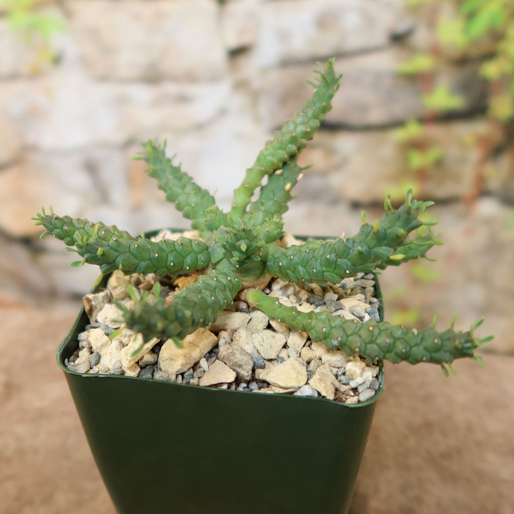 Euporbia Gorgonis plant in a pot with pebbles on a blurred natural background