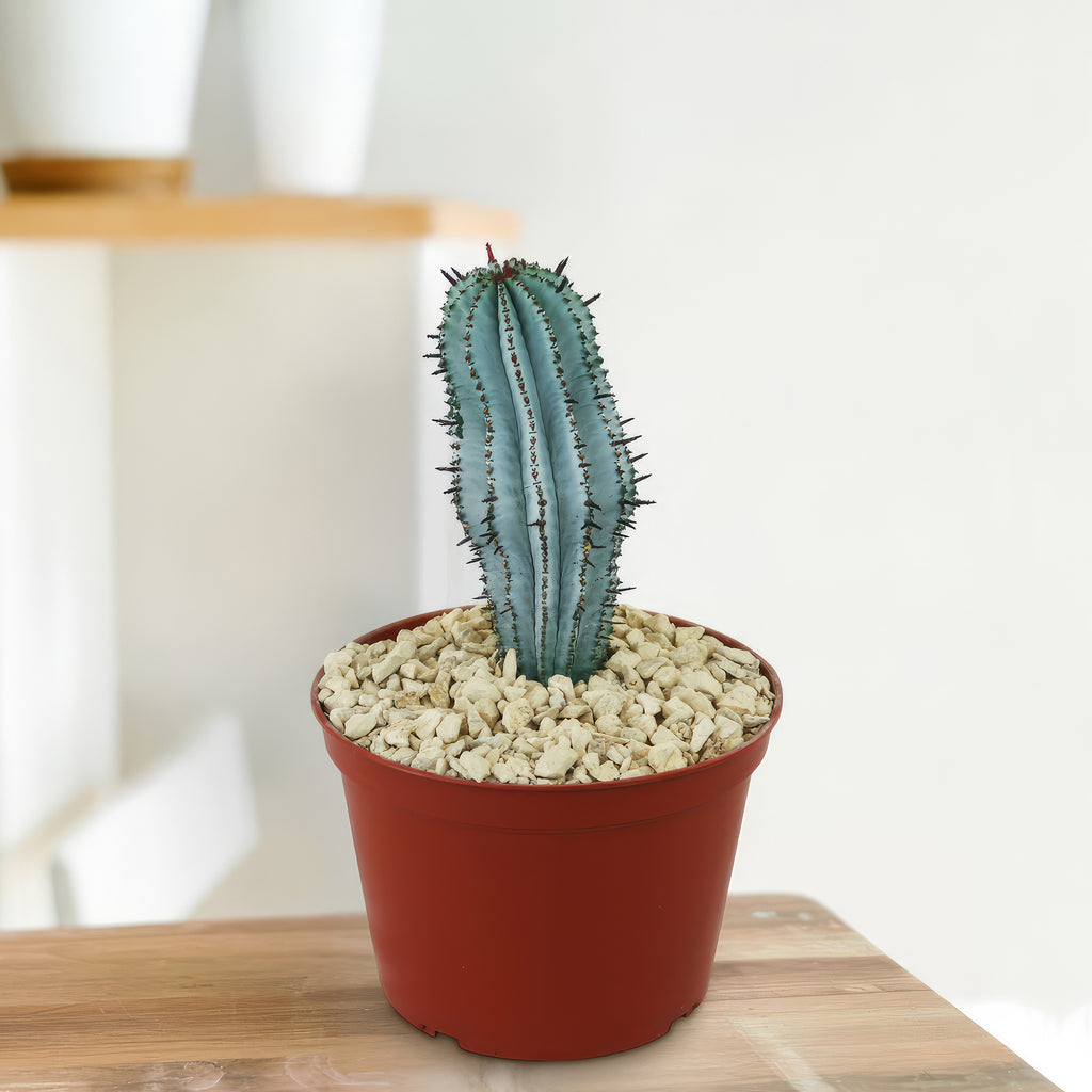 Euphorbia polygona snowflakes