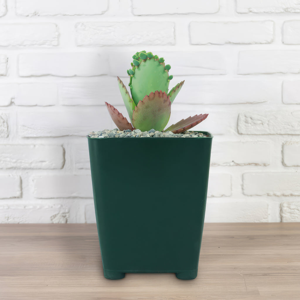 Mother of Thousands Plant ‘Kalanchoe daigremontiana’