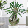 Madagascar Palm Plant - Pachypodium lamerei