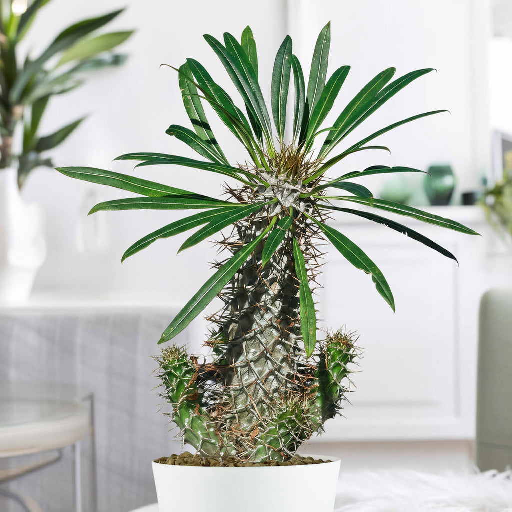 Madagascar Palm Plant - Pachypodium lamerei