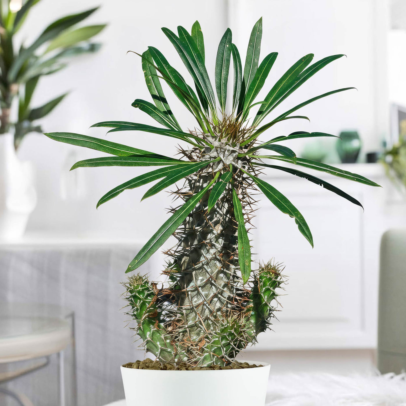Shop 'Madagascar Palm - Pachypodium lamerei' Care and Info