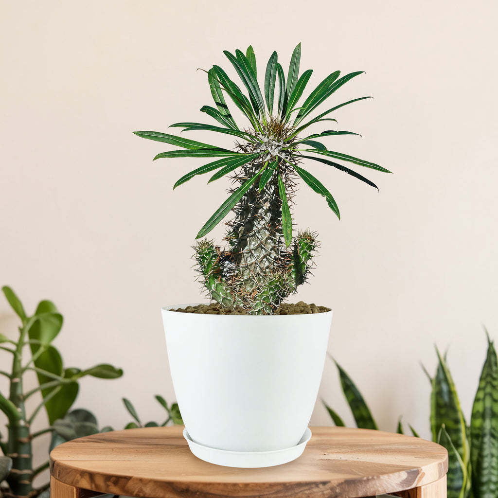 Madagascar Palm Plant - Pachypodium lamerei