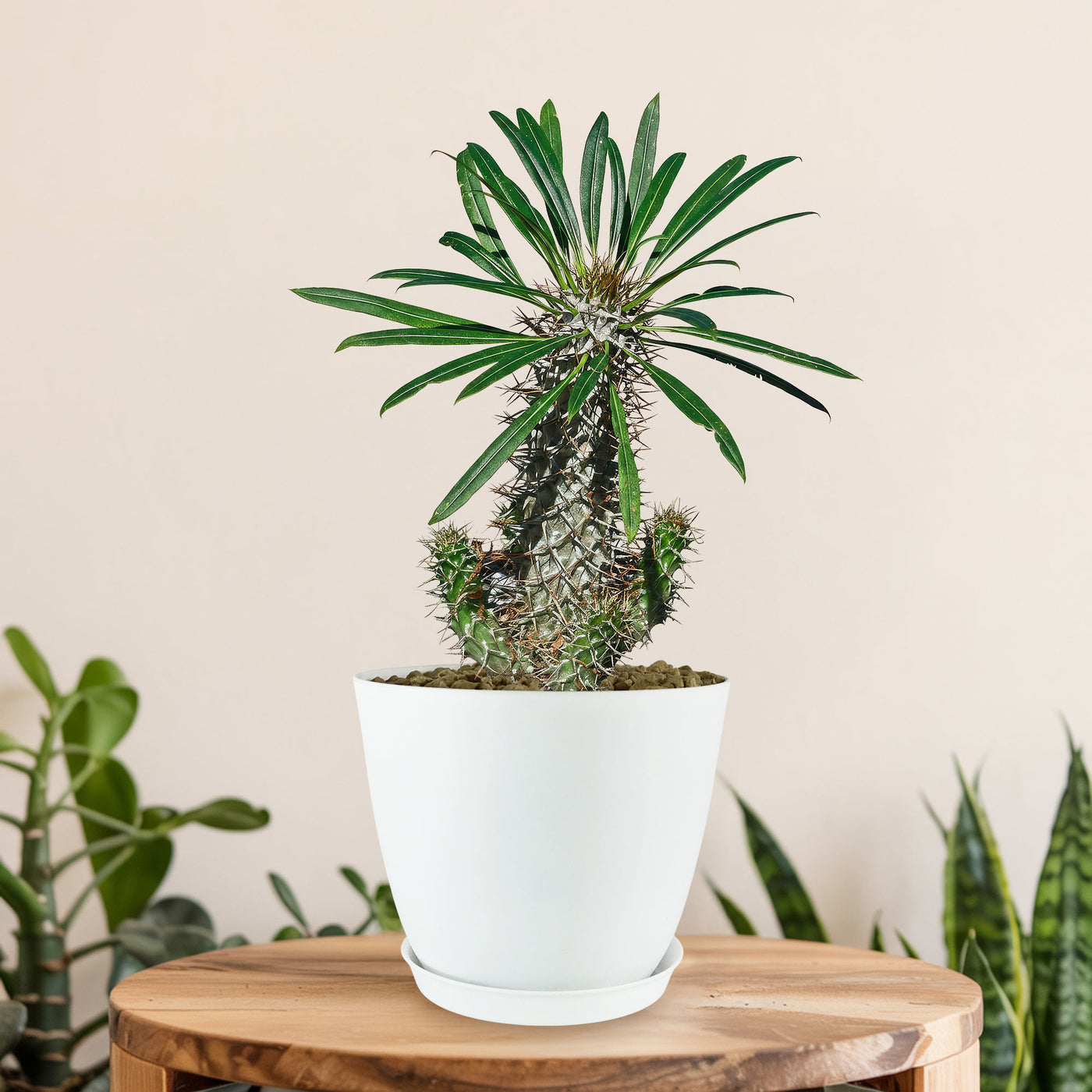 palm succulent Madagascar Palm Plant