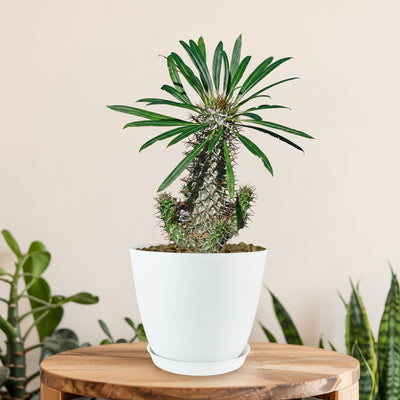 succulents from madagascar Shop 'Madagascar Palm - Pachypodium lamerei' Care and Info