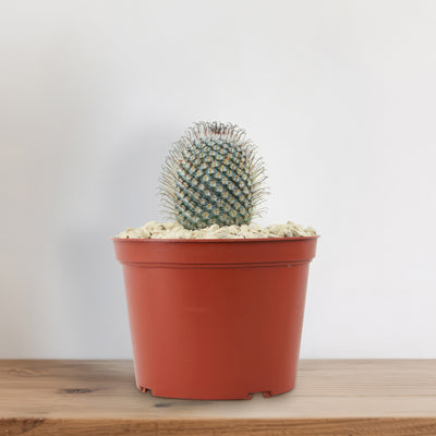 Mammillaria perez de la rosae