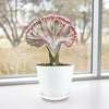 The Mermaid Tail Cactus, with a wavy pink-edged stem, is displayed in a white pot on a windowsill with blurred trees outside.