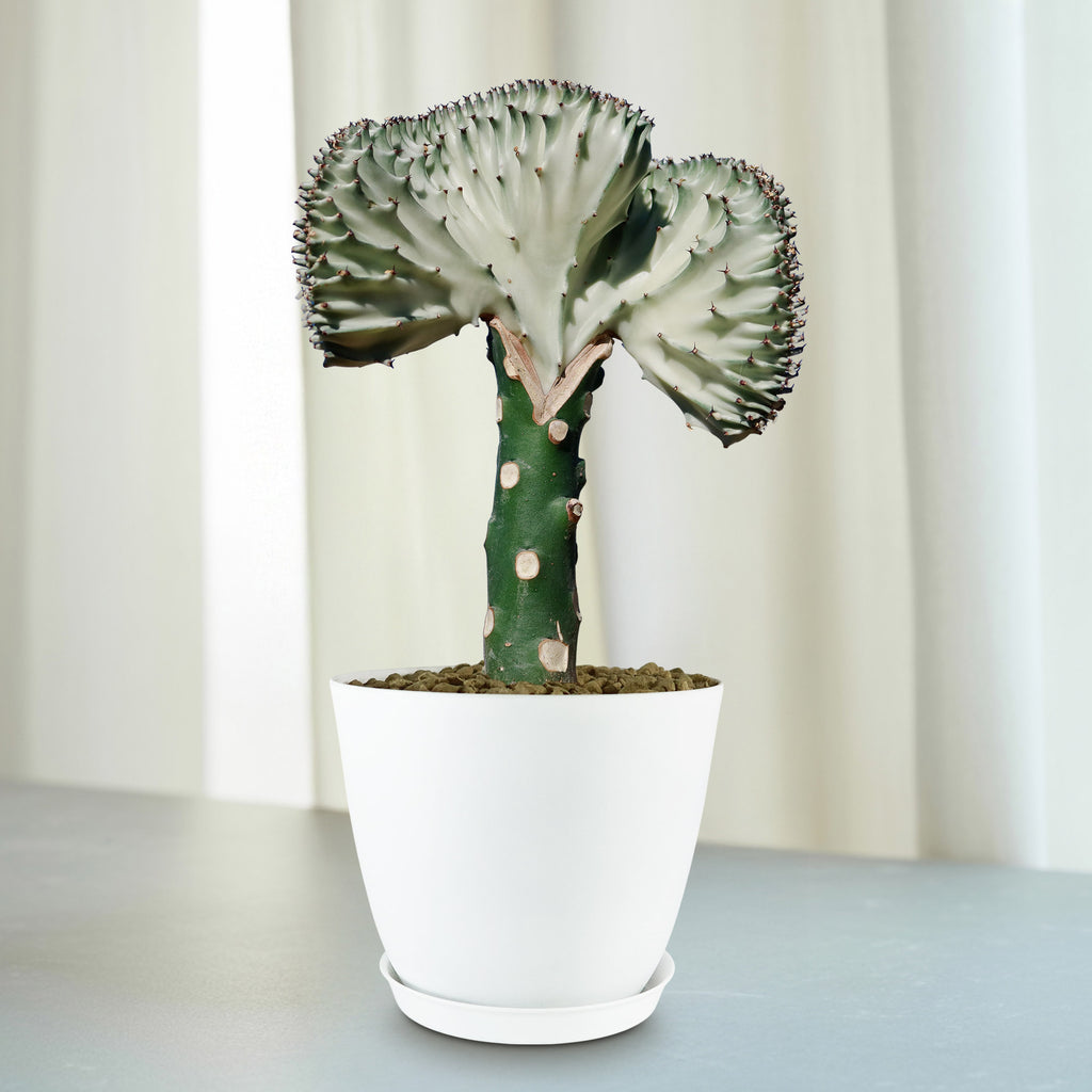 Mermaid Tail Cactus - Euphorbia lactea Cristata Grafted