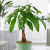 A Money Tree Plant with braided trunks and glossy green leaves brings feng shui elegance to a bright, modern living room.