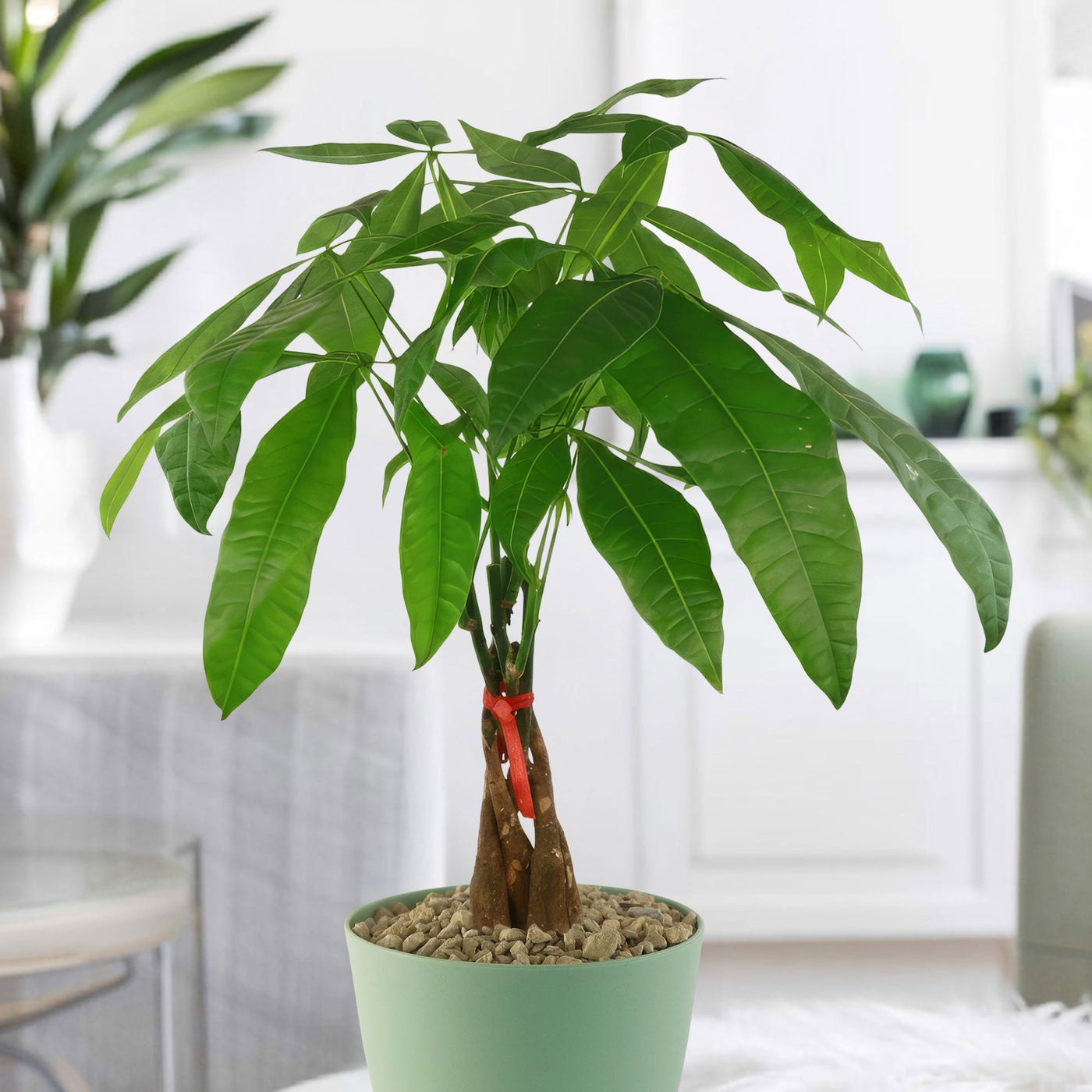 feng shui money tree plant Money Tree Plants ‘Pachira aquatica’