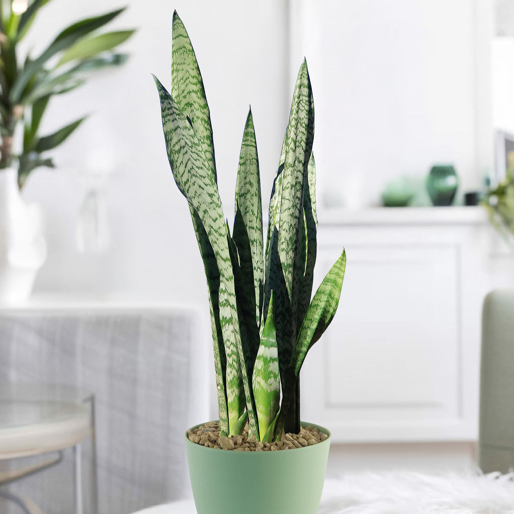 Mother in Law Plant 10 inch