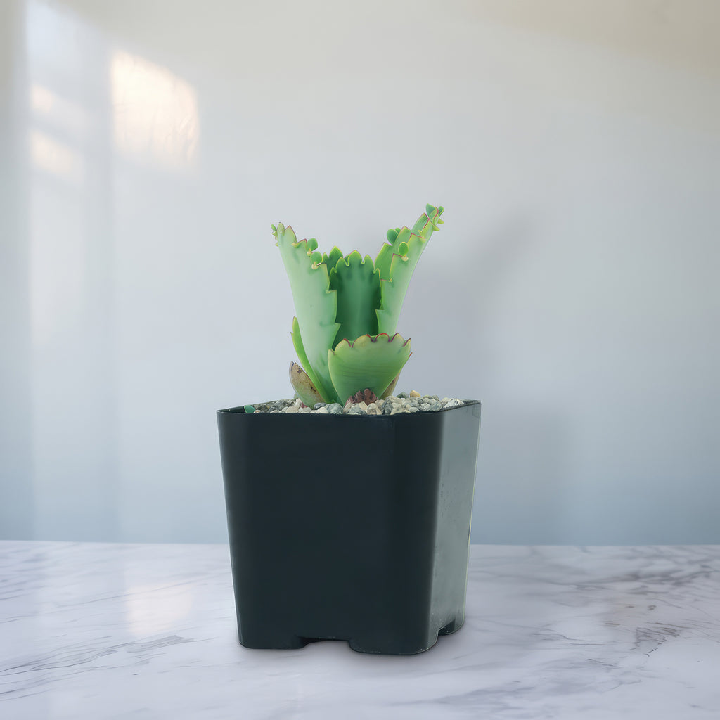 Mother of Thousands Plant &