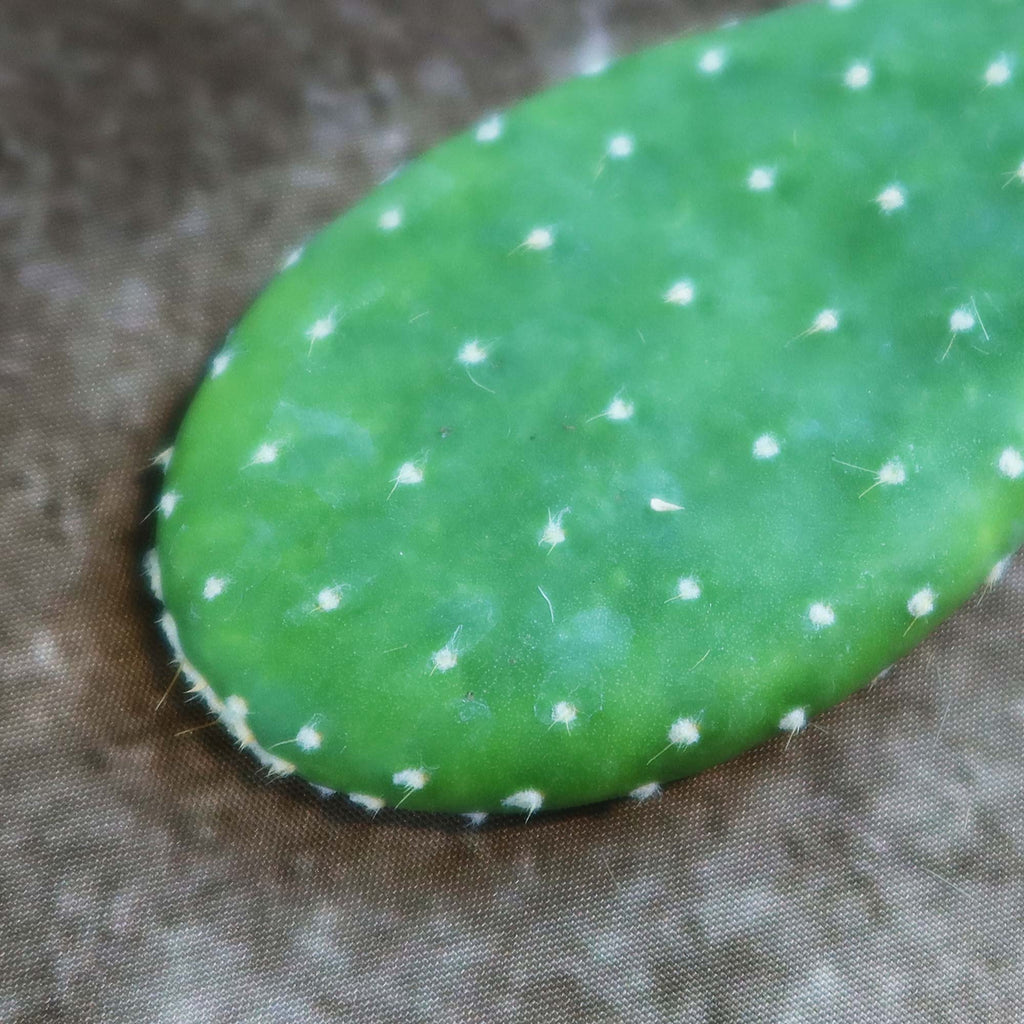 Opuntia Mona Lisa (Cutting)