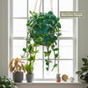 Peperomia Hope in a blue pot, hanging by a macrame hanger near a sunny window. Includes three small plants and decor on the sill.