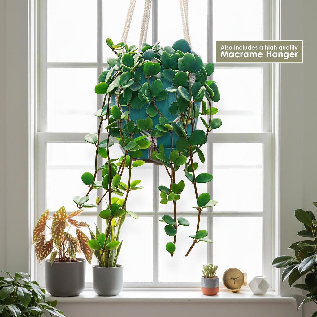 Peperomia Hope in a blue pot, hanging by a macrame hanger near a sunny window. Includes three small plants and decor on the sill.