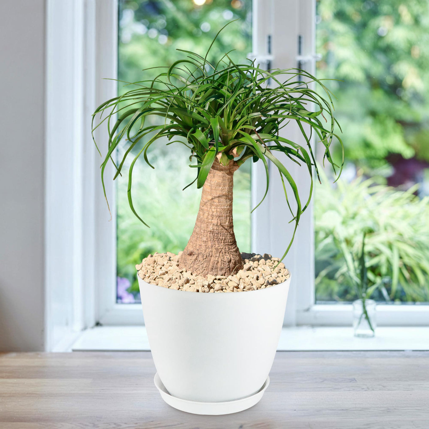 Ponytail palm 'Beaucarnea recurvata' 6