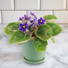 Purple African Violet - Saintpaulia ionantha ‘Devotion’