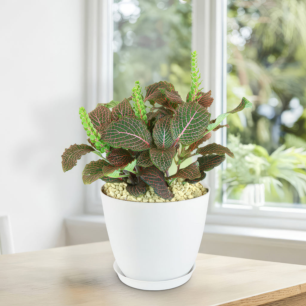 Red Nerve Plant - Fittonia albivenis ‘Red Anne’