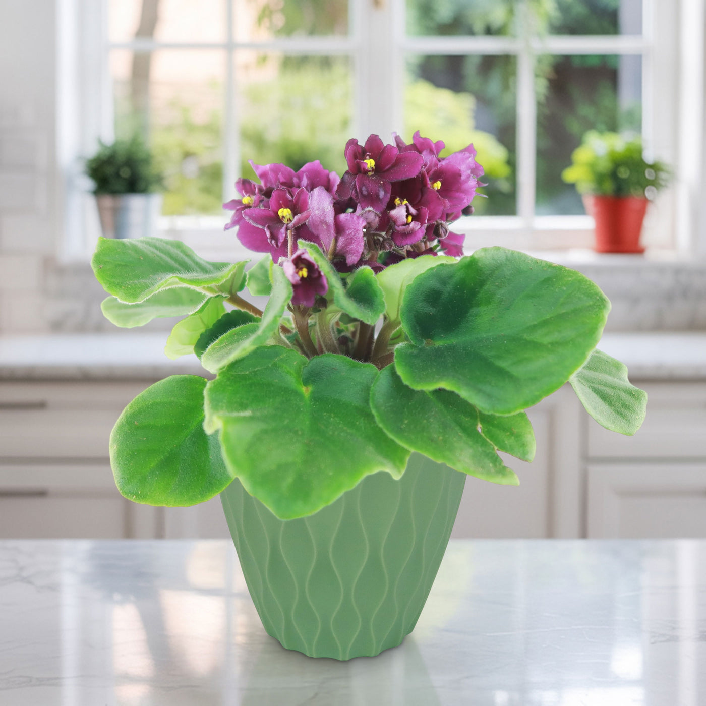 indoor violet plant care Burgundy African Violet ‘Saintpaulia ionantha’