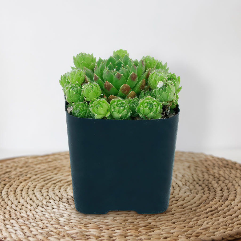 Rolling Hen and Chicks ‘Sempervivum globiferum’