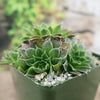 Close-up of Sempervivum heuffelii &