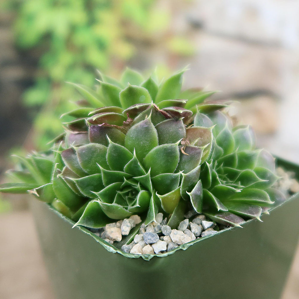 Potted indoor plant with glossy green leaves beside a small Buddha statue
