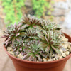 Close-up of Sempervivum arachnoideum &