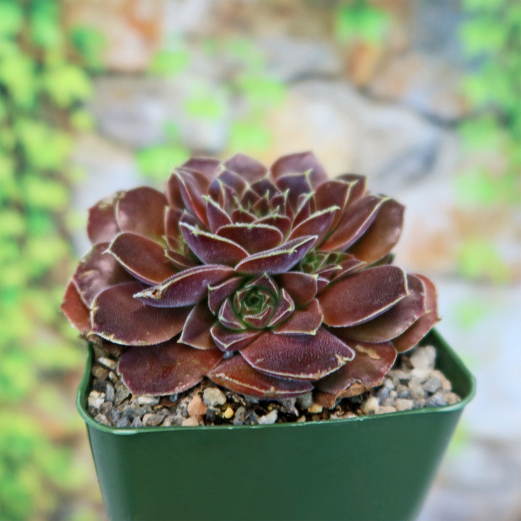 Sempervivum heuffelii &